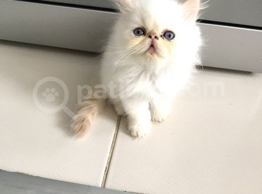 Exoticshorthair Bayaz Mavi Gozlu görsel