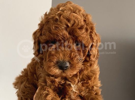 Apartman Yaşantısı İçin En İdeal Toypoodle Bebekler görsel