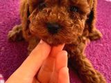 Ev Ortamında Doğup Büyüyen ToyPoodle Bebekler