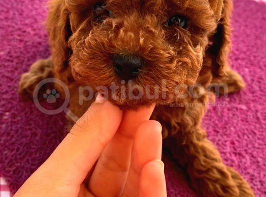 Ev Ortamında Doğup Büyüyen Toypoodle Bebekler