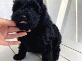 Mükemmel Toypoodle Bebekler