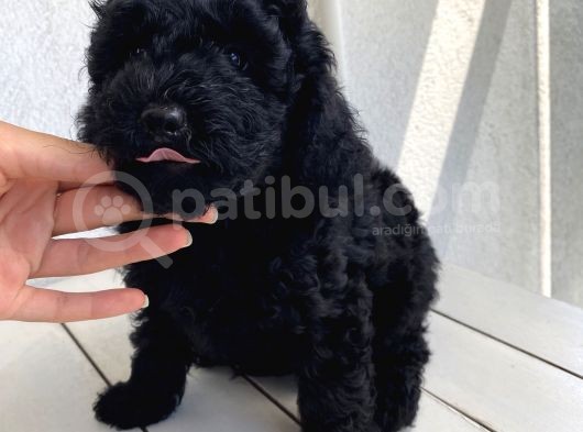 Mükemmel Toypoodle Bebekler görsel