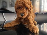 Apartman Yaşantısı İçin En İdeal Toypoodle Bebekler