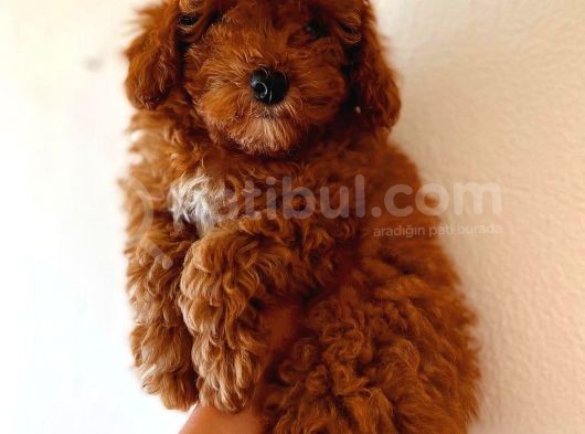 Red Toy Poodle Erkek görsel
