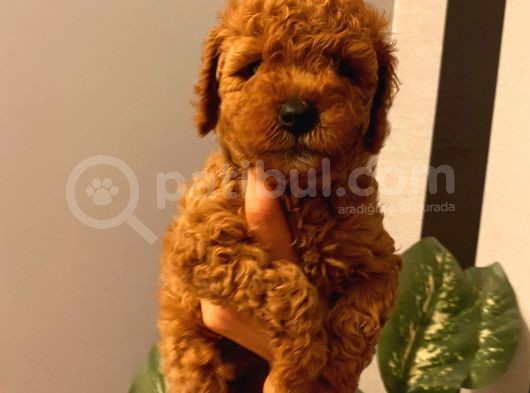 Ev Ortamında Toypoodle Bebekler görsel