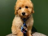 Irk Garantili Toypoodle Bebekler