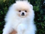 Kusursuz Karbeyaz Di̇şi̇ Pomerani̇an Boo