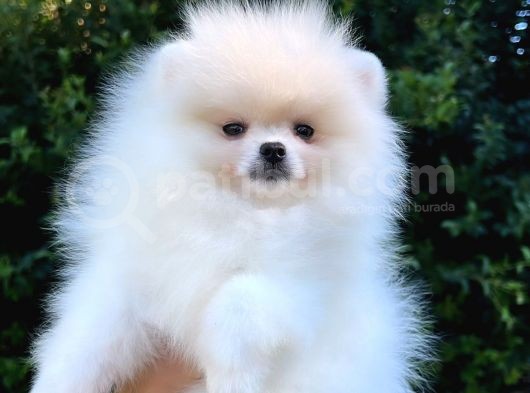 Kusursuz Karbeyaz Di̇şi̇ Pomerani̇an Boo
