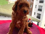 Apartman Yaşantısı İçin En İdeal Toypoodle Bebekler