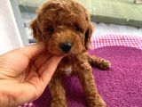 Ev Ortamında Doğup Büyüyen Toypoodle Bebekler