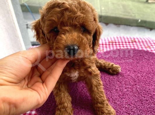 Ev Ortamında Doğup Büyüyen Toypoodle Bebekler görsel