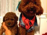 Ev Ortamında ToyPoodle Bebekler