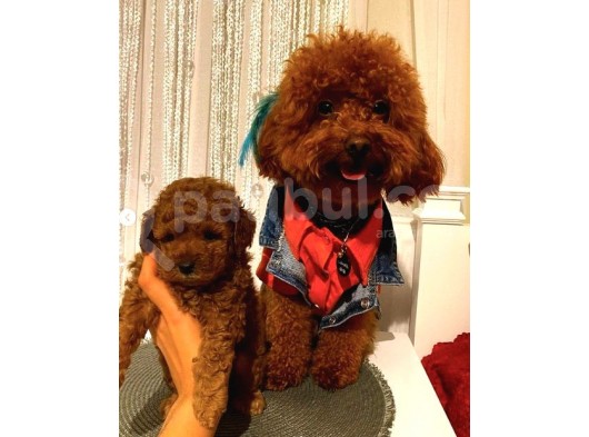 Ev Ortamında Toypoodle Bebekler