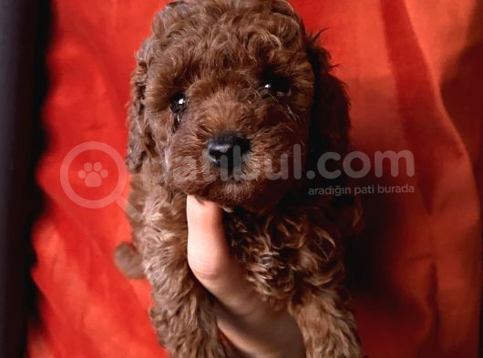 Apricot Red Black Red Brown Toypoodle Bebekler görsel