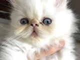Exoticshorthair Bayaz Mavi Gozlu