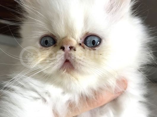 Exoticshorthair Bayaz Mavi Gozlu görsel