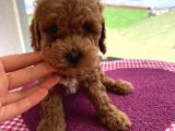 En Mükemmel Toypoodle Bebekler Bizdeee