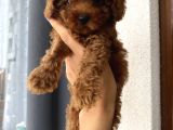 Redbrown Toy Bebekler