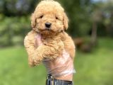 Renk Renk Poodle Bebekleri̇mi̇z
