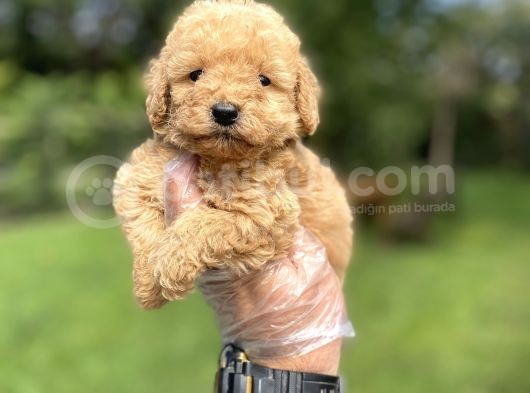 Renk Renk Poodle Bebekleri̇mi̇z görsel
