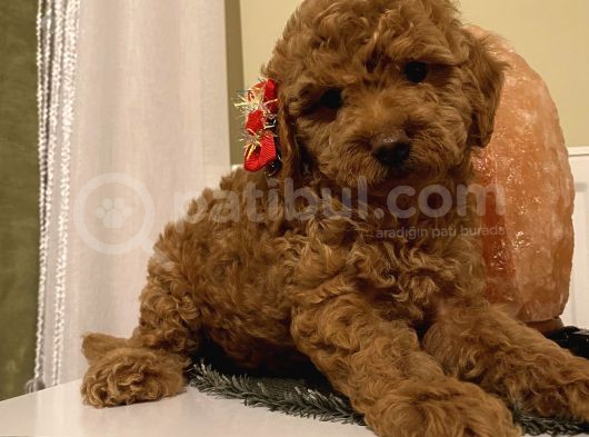 Redbrown Toy Bebekler görsel