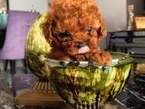 Safkan Ve Korekan Toypoodle Bebekler