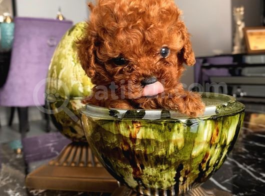 Safkan Ve Korekan Toypoodle Bebekler görsel