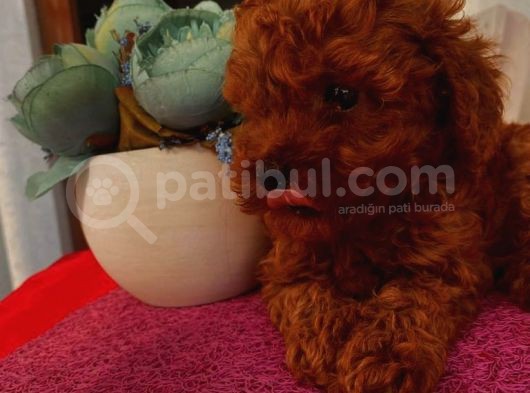 Safkan Ve Korekan Toypoodle Bebekler görsel