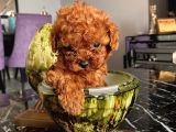 Safkan Ve Korekan Toypoodle Bebekler