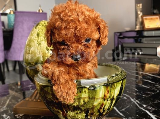 Safkan Ve Korekan Toypoodle Bebekler görsel