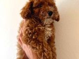 Red Di̇şi̇ Toy Poodle