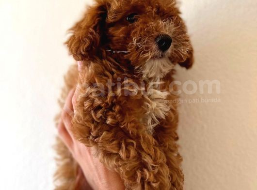 Red Di̇şi̇ Toy Poodle görsel