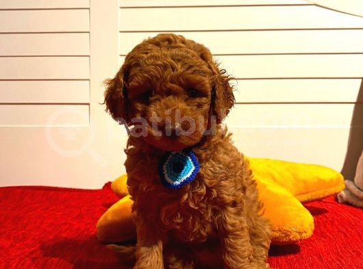 Muhteşem Toypoodle Bebeklerr görsel