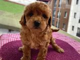 En Mükemmel Toypoodle Bebekler Bizdeee