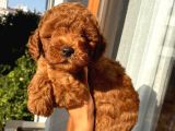 Karamelll.toypoodle ‘In Bebekleriiiiii