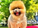 Orange Di̇şi̇ Pomerani̇an Boo
