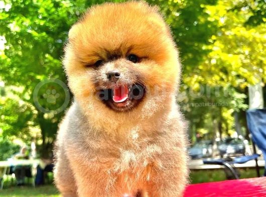 Orange Di̇şi̇ Pomerani̇an Boo