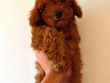 Red Toy Poodle Erkek