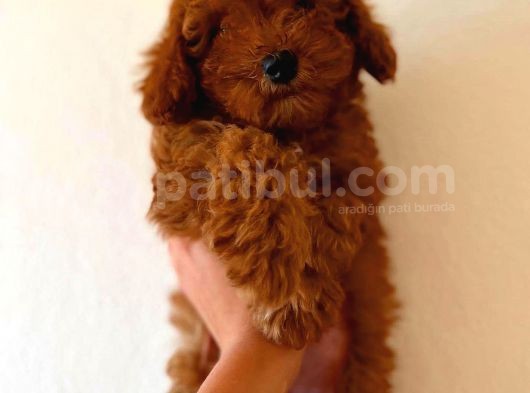 Red Toy Poodle Erkek görsel