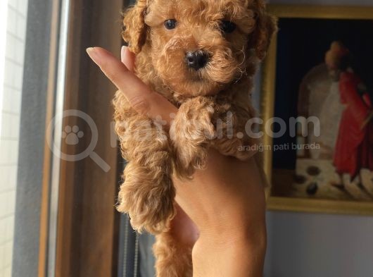 Ev Ortamında Toypoodle Bebekler görsel