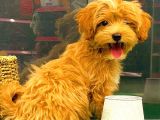 Red Di̇şi̇ Malti̇po