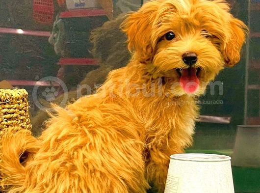 Red Di̇şi̇ Malti̇po