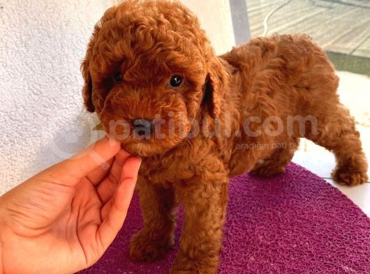 Ev Ortamında Toypoodle Bebekler görsel