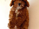 Red Di̇şi̇ Toy Poodle