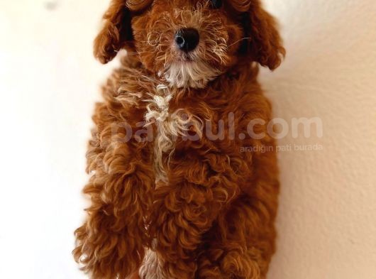 Red Di̇şi̇ Toy Poodle