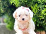 Sevimli Maltese Terrier