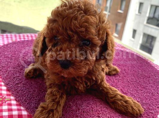 Ev Ortamında Doğup Büyüyen Toypoodle Bebekler görsel