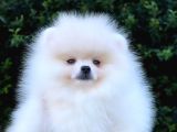 Kusursuz Karbeyaz Di̇şi̇ Pomerani̇an Boo