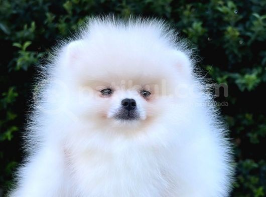 Kusursuz Karbeyaz Di̇şi̇ Pomerani̇an Boo görsel