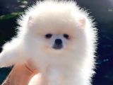 Kusursuz Karbeyaz Di̇şi̇ Pomerani̇an Boo